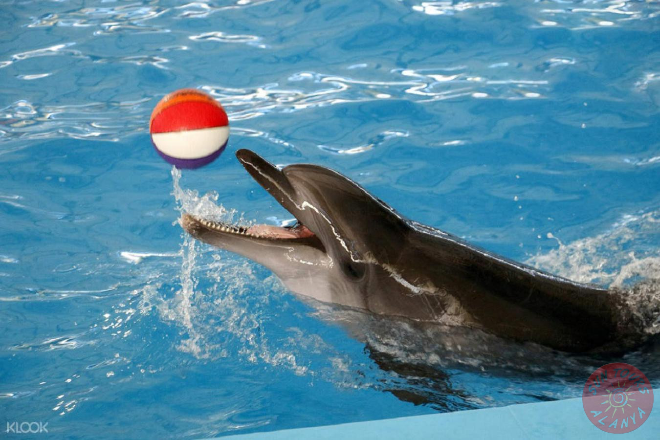 Как попасть в дельфинарий в Алании